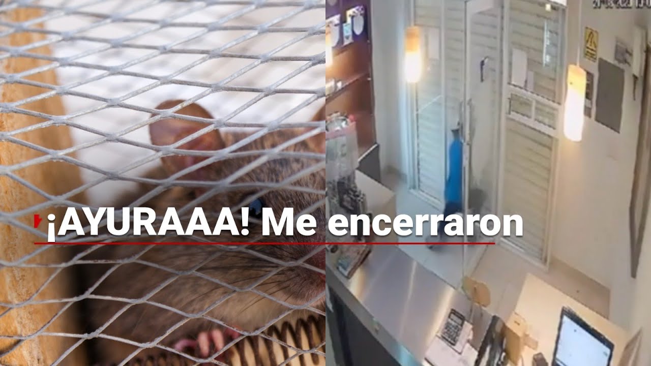 EL MEJOR VIDEO DEL DÍA | Encierran a #RATAATARANTADA durante un asalto en Campeche