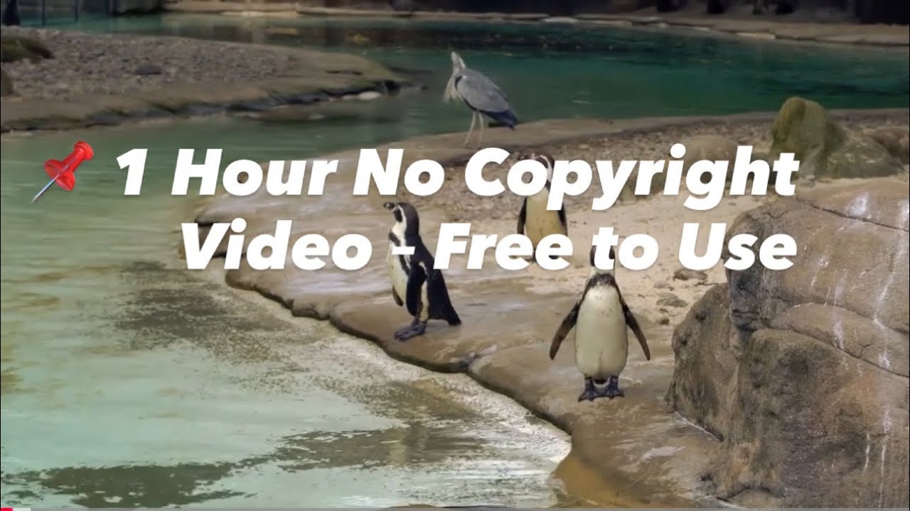  NATURE FOOTAGE   4K ADVENTURE VIDEO