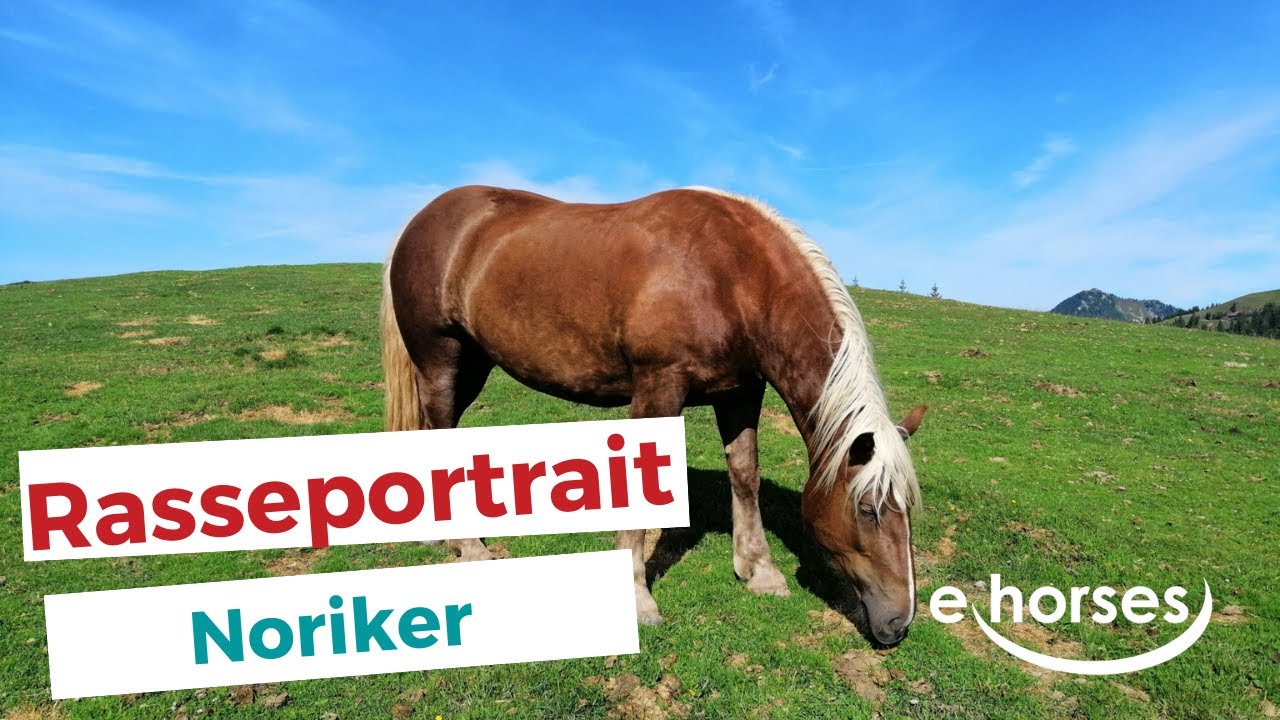 Der Noriker im Rasseportrait