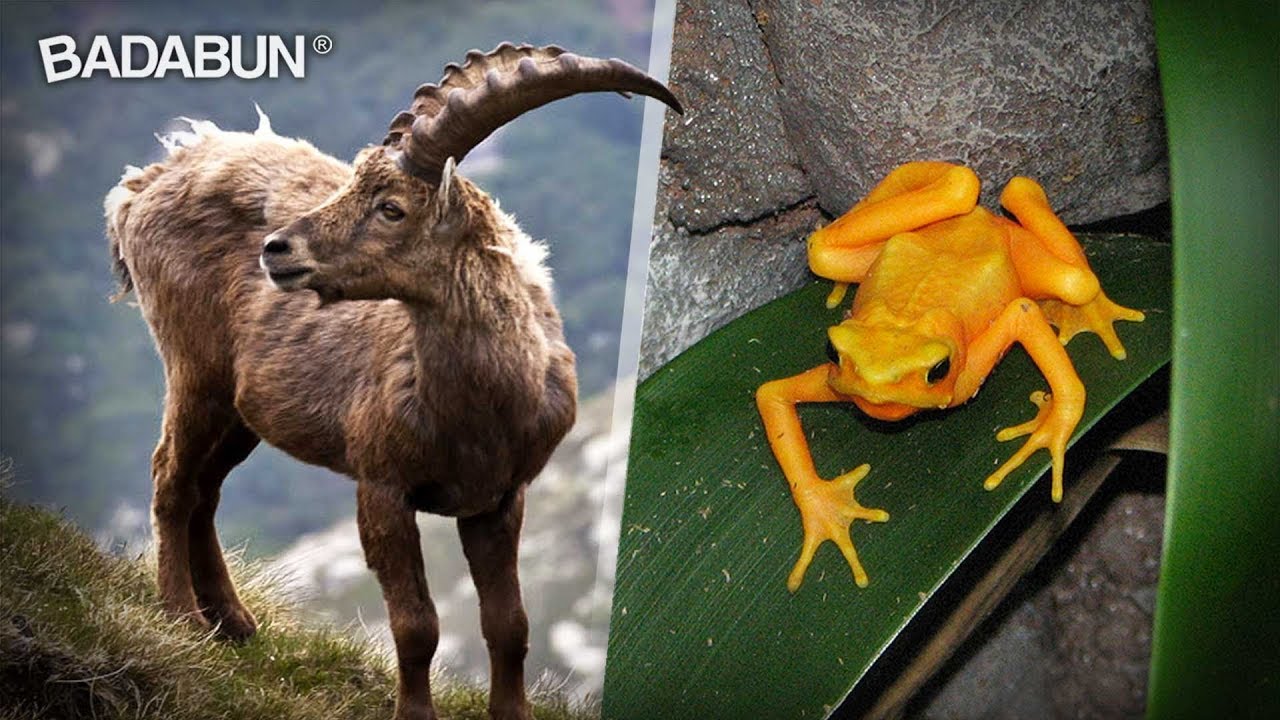 9 Increíbles animales que el hombre extinguió