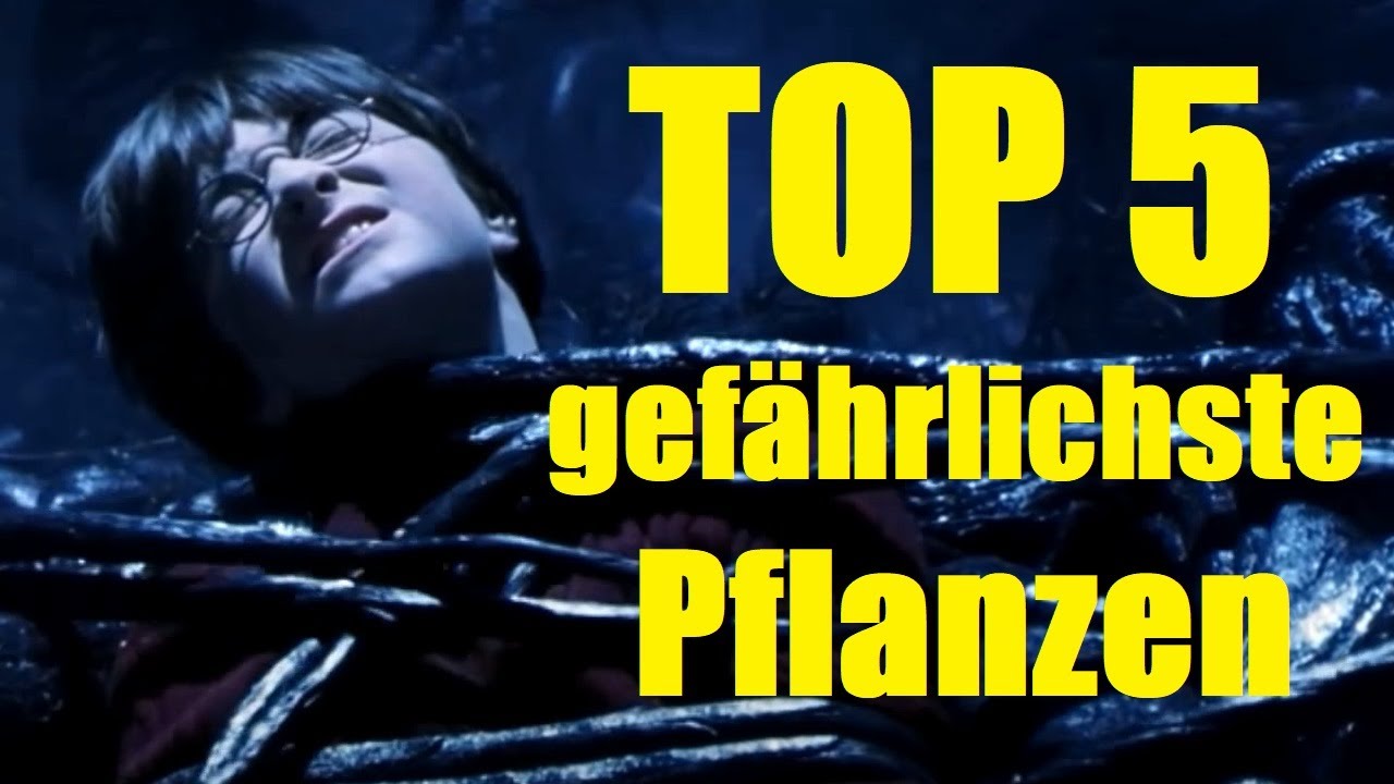 TOP 5 der GEFÄHRLICHSTEN Pflanzen aus Harry Potter 🌿