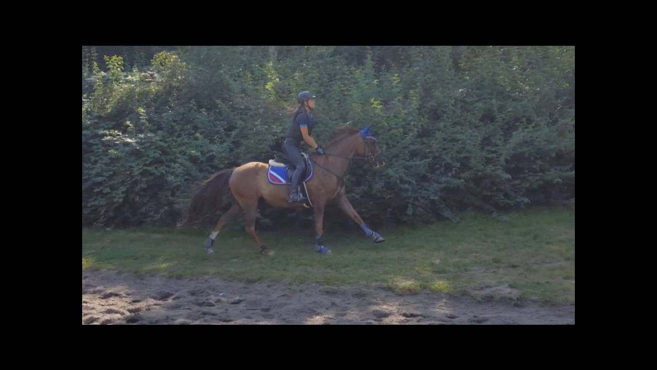 Reiten,  Gel&auml;ndetraining, Vielseitigkeit, Buschreiten, Gel&auml;ndeparcours, Reiten, Deutsches  Reitpony,
