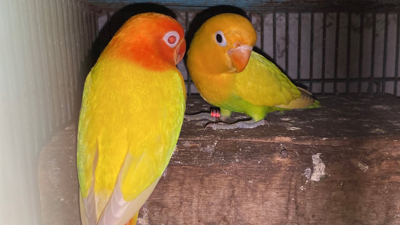 Mulai mencari jodoh lovebird YF Si OYEN