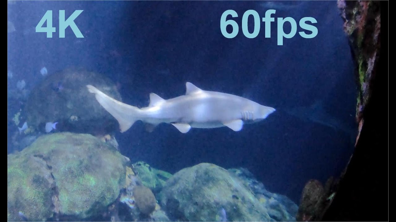 Tennessee Aquarium Tour, 4K 60fps