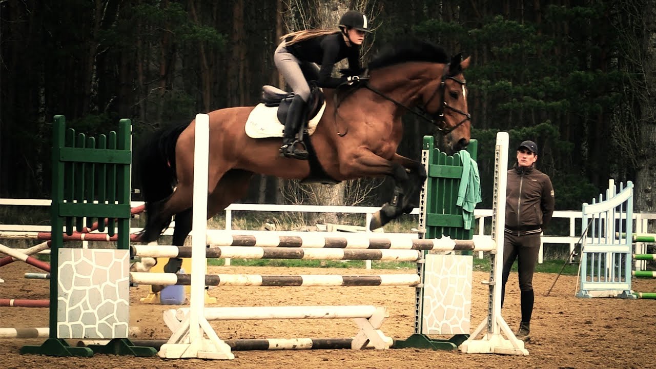 Horses in slow motion HD