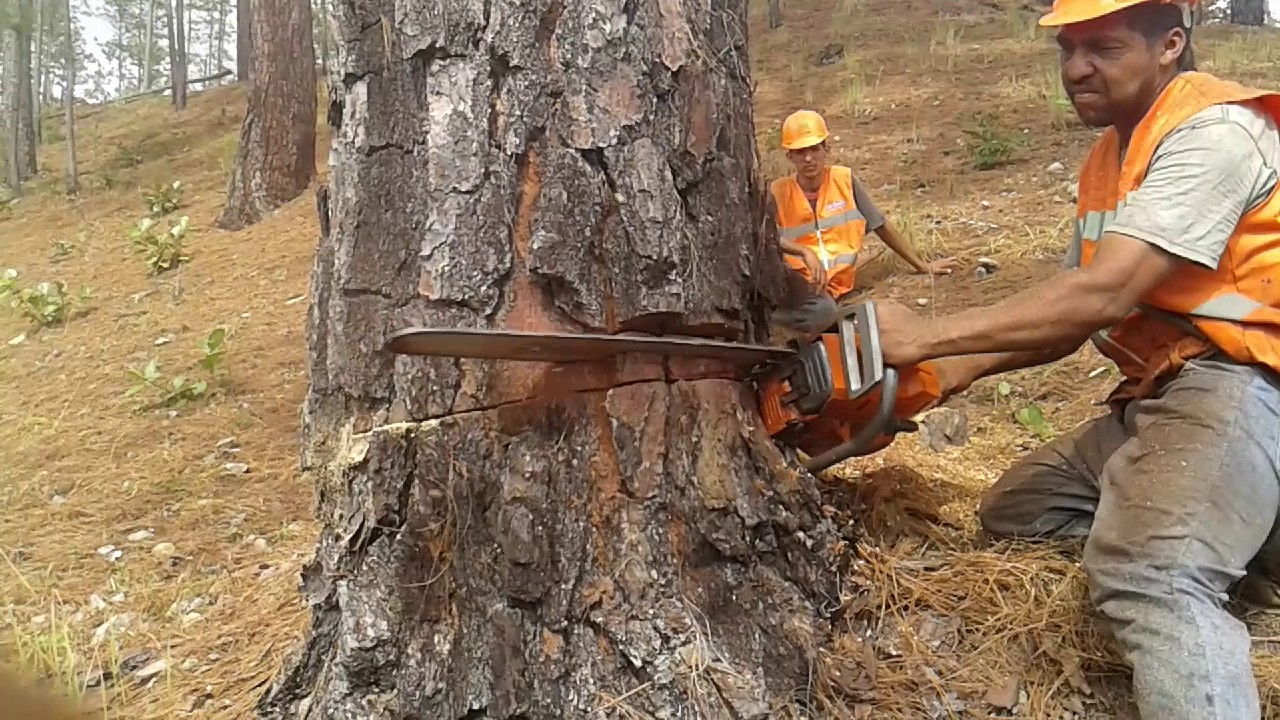 APEO DE ARBOL DE PINO CON MOTOSIERRA HUSQVARNA 61