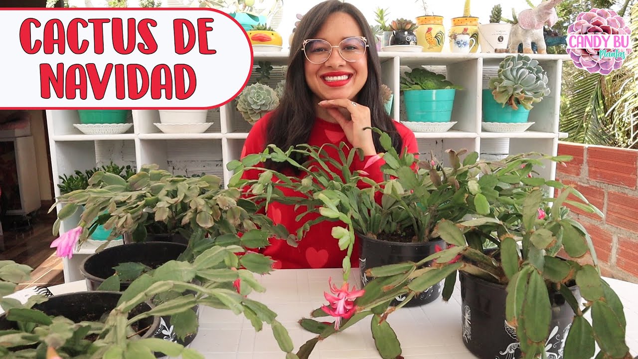 Trasplantando CACTUS DE NAVIDAD│Candy Bu