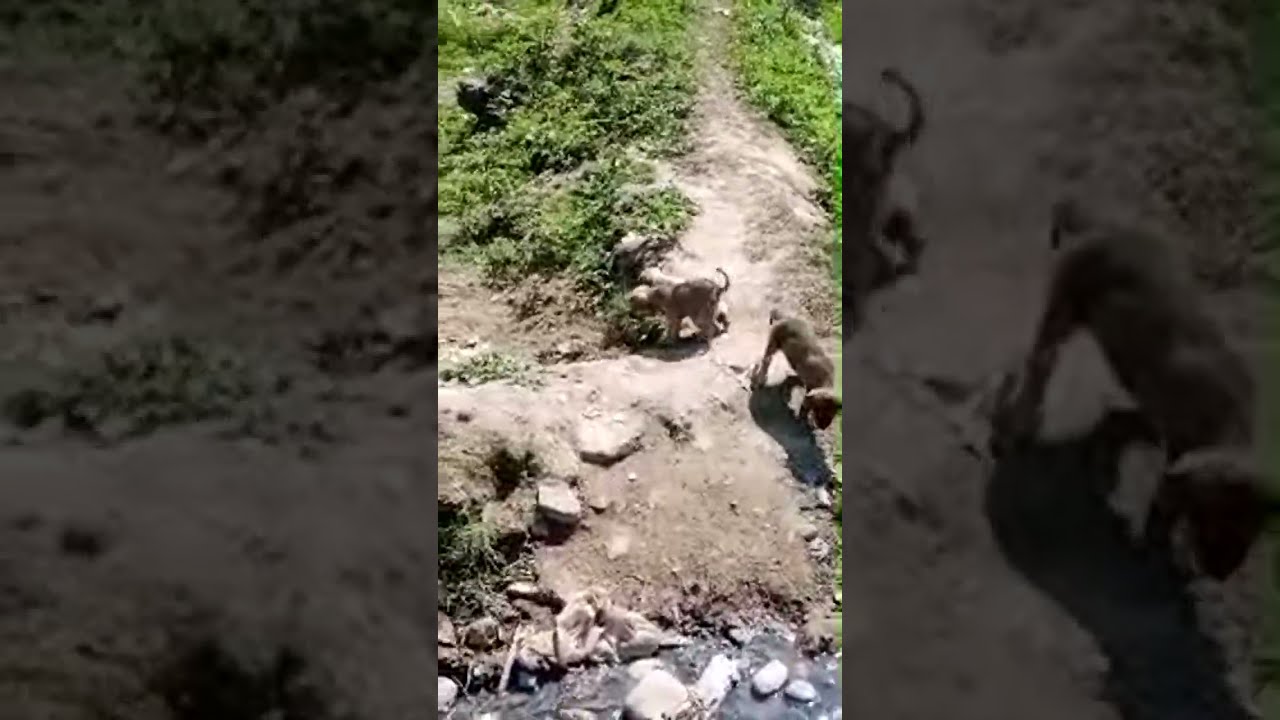 Kazakh Tazy & Saluki: Ultimate High-Speed Nature Pursuit