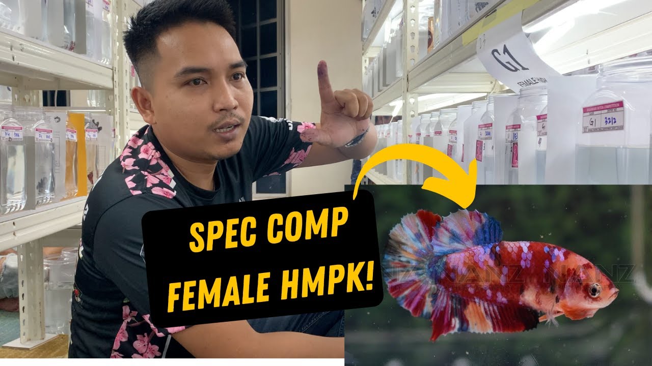 FEMALE KALAU LEPAS TELUR MASA JUDGING CONSIDER DISQUALIFY ? JOM BELAJAR SPEC COMP FEMALE HMPK !!!