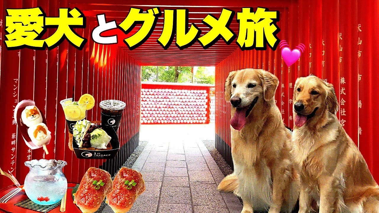 【城下町でグルメ散歩】夏を食べるゴールデンが可愛い🐶🍧🐶 goldenretriever 多頭飼い 愛知県 