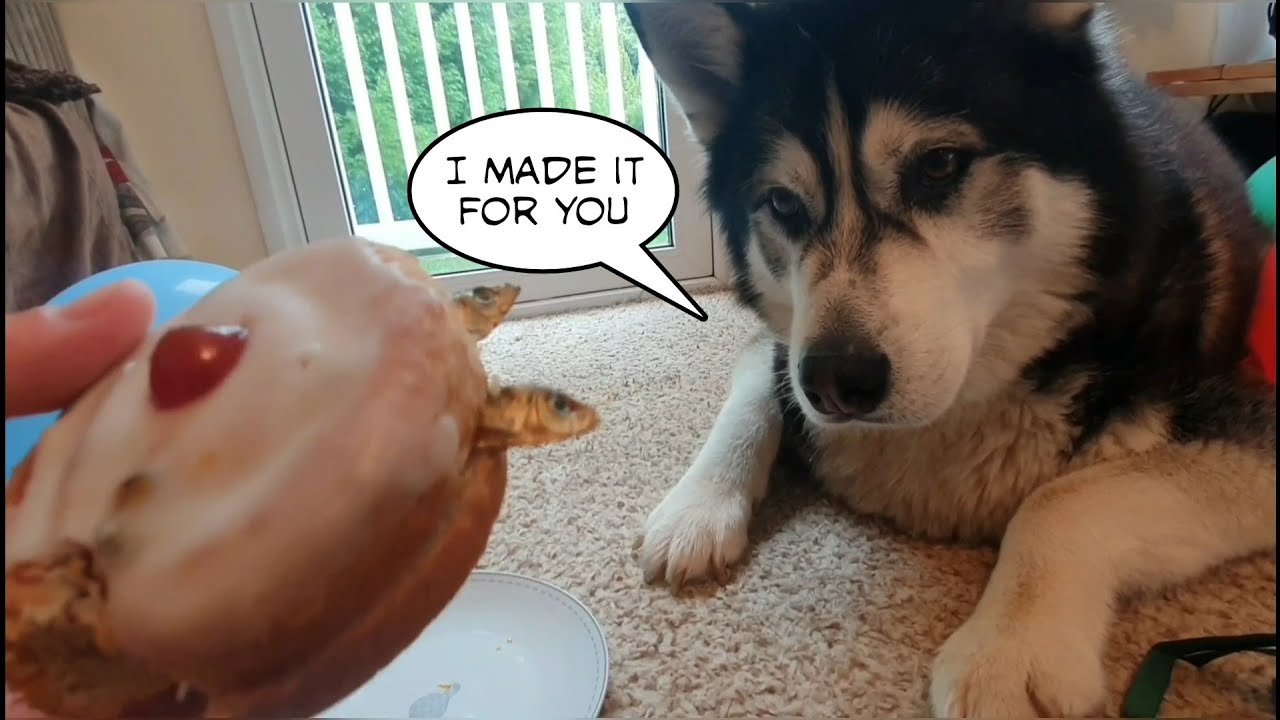 Dog makes me a Fathers Day cake with added Fish!