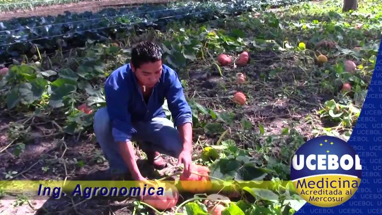 ING AGRONOMICA