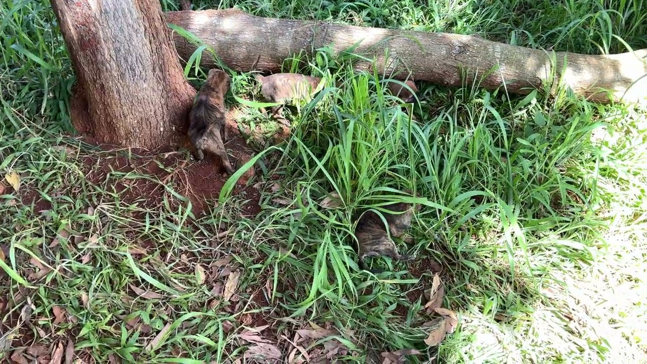 Chó Phú Quốc con nô đùa