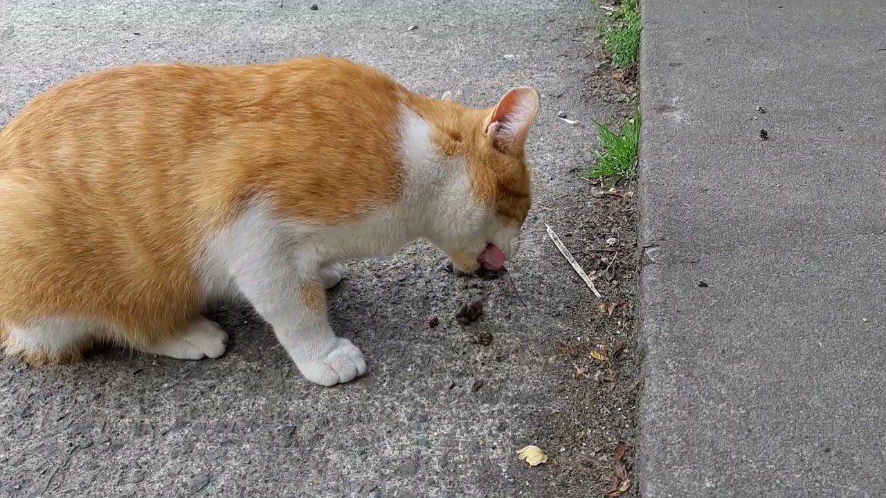 ネズミを食べる猫