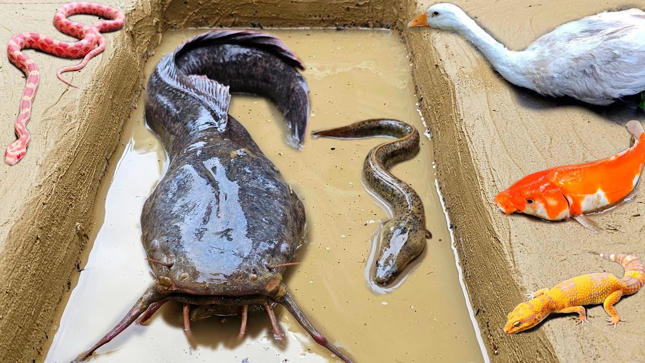 Wow! Menangkap ikan lele besar dalam lubang, ikan gabus, ikan hias, belut, kura kura, katak
