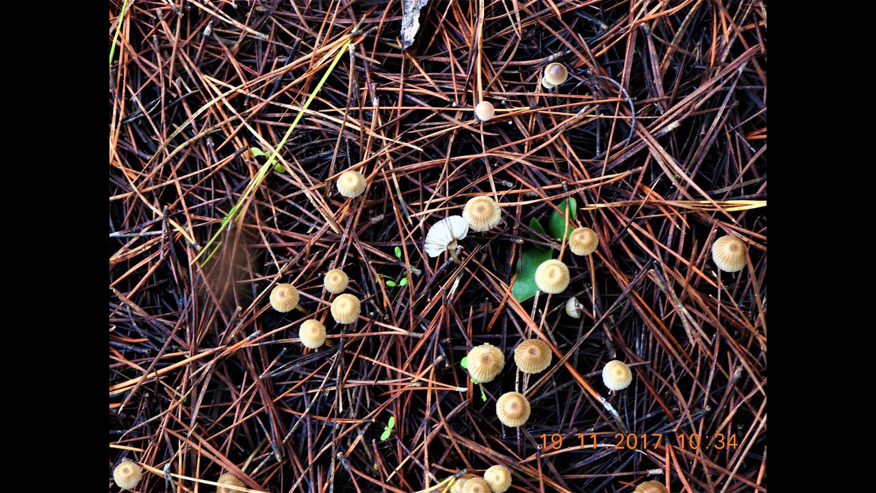 Mycena renati, commonly known ? as the beautiful bonnet