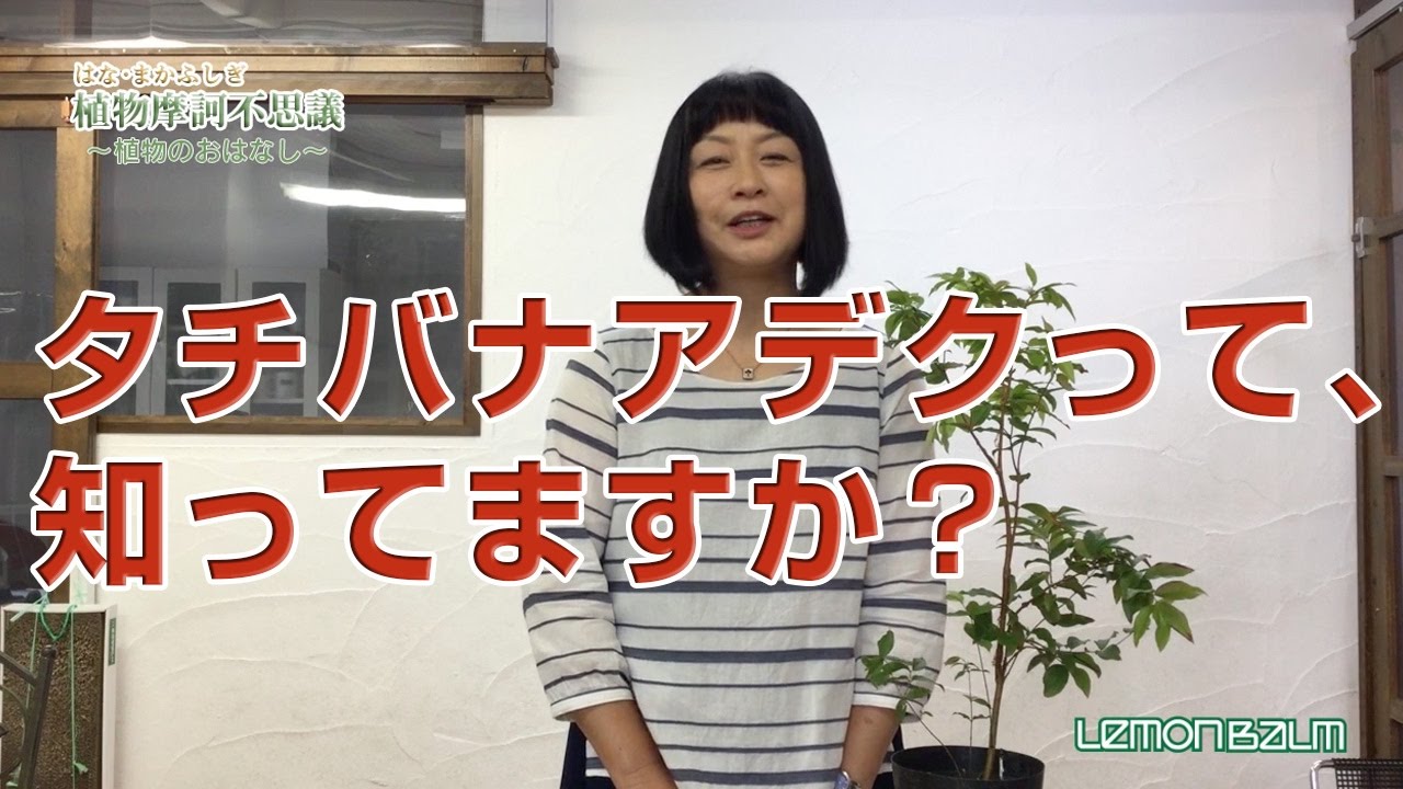 第1回「タチバナアデク」