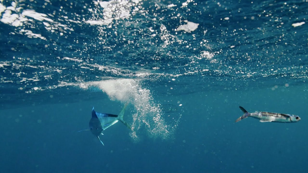 Flying fish hunt - The Hunt: Episode 4 preview - BBC