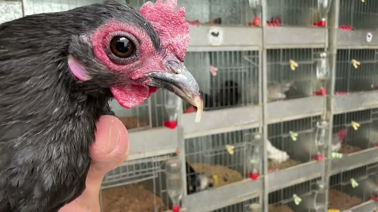 Plagas Controladas: Mi Experiencia en el Criadero de Aztecas