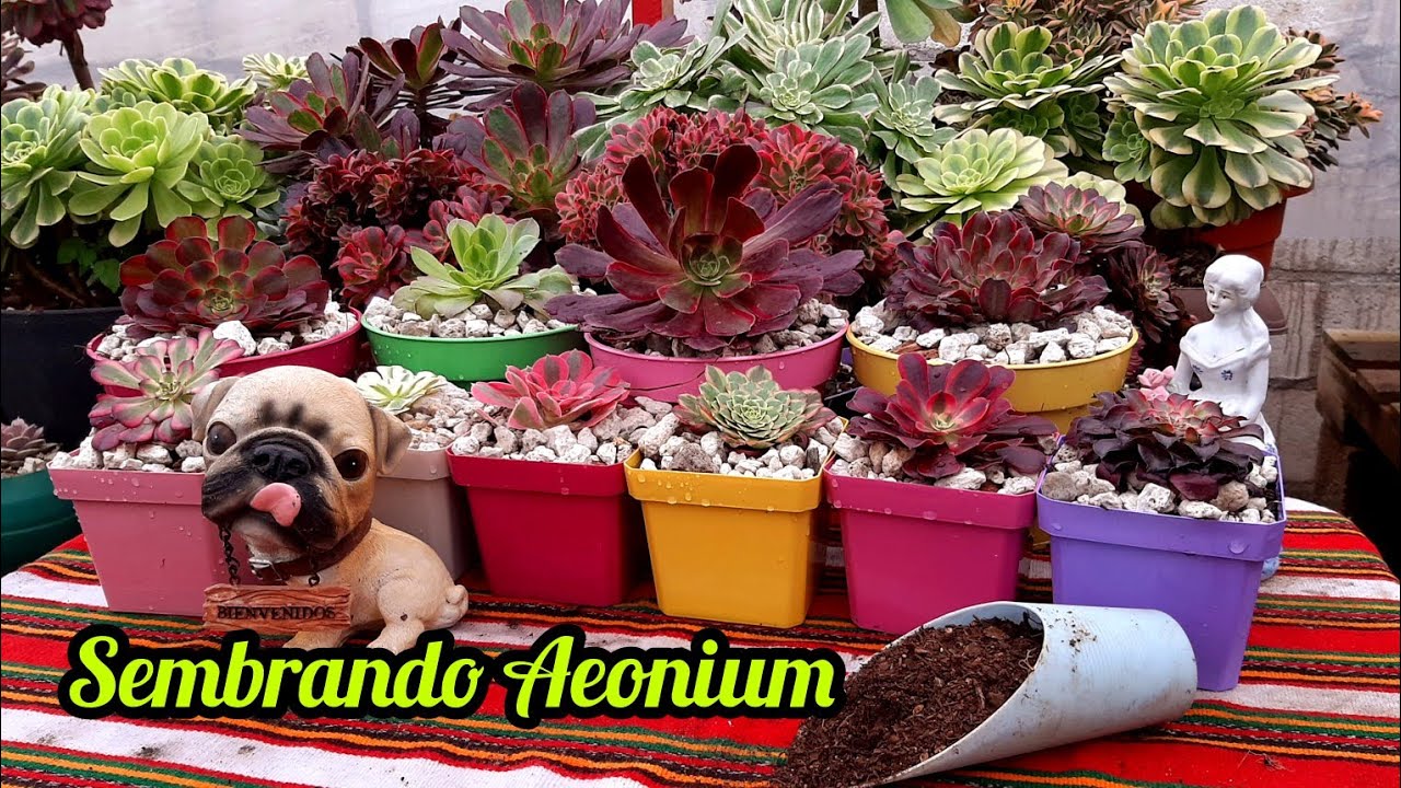 SEMBRANDO AEONIUMS//tips para que crezcan los AEONIUM👨‍🌾