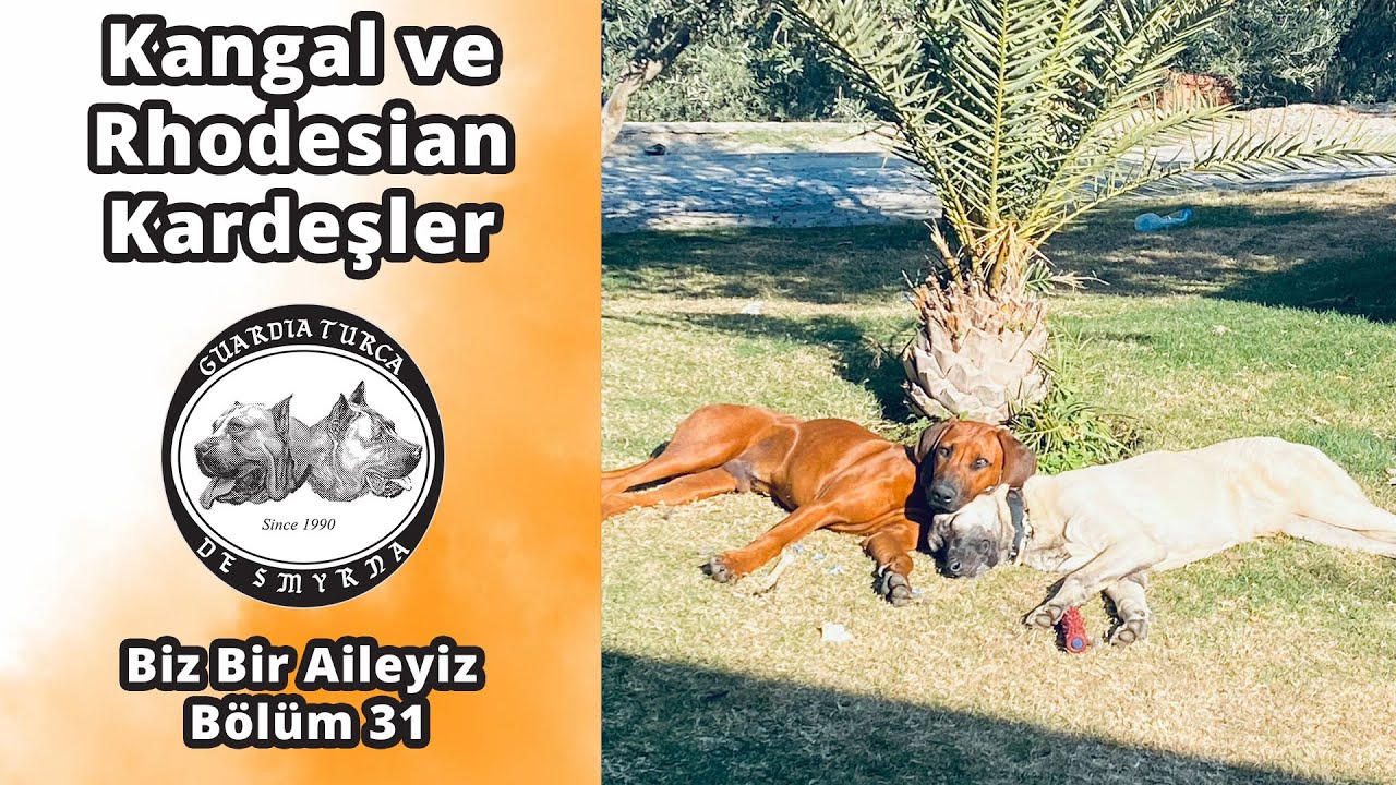 Kangal ve Rhodesian Kardeşler - Biz Bir Aileyiz Bölüm 31