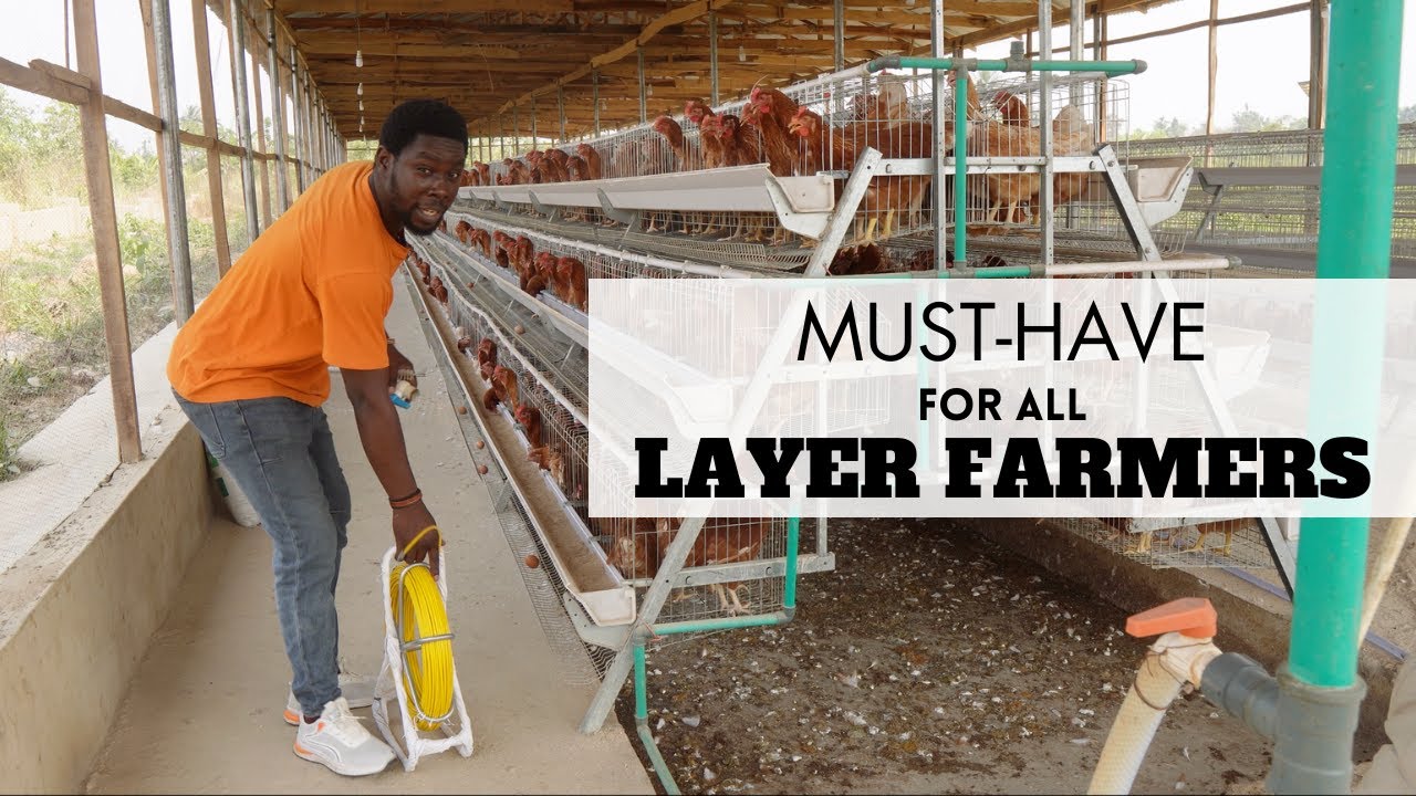 Simple Tool that Helps Layer Farmers Boost Egg Production