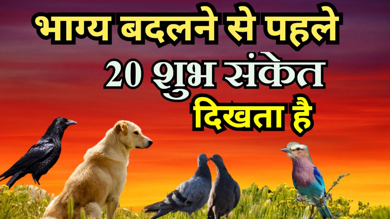 अच्छे वक्त आने से पहले मिलते हैं 20 शुभ संकेत , 20 auspicious signs before good times come,