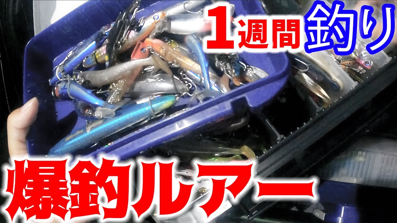 《1週間釣り生活#3》念願のシーバス初キャッチ！そして怒涛連発！！