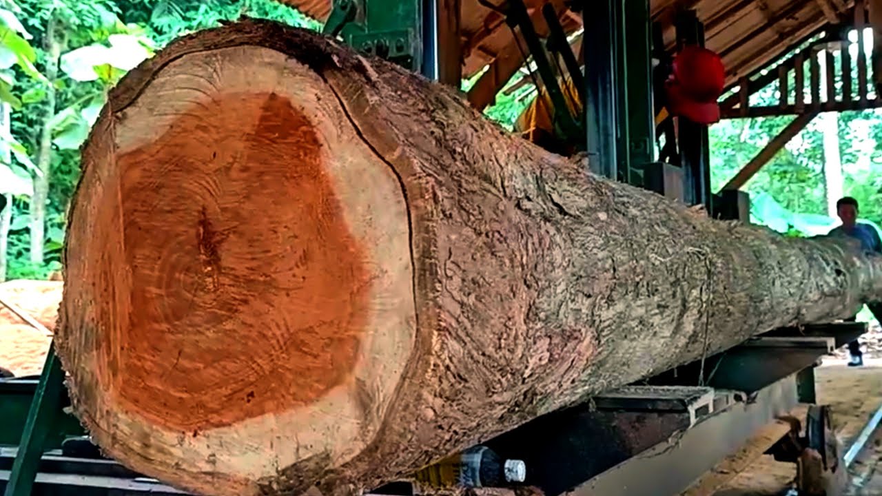 Uncovering the beauty of the fibers in the longest teak wood in the sawmill 