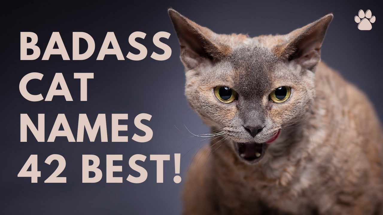 😼 Badass Cat Names 🐾 42 BEST 🐾 GANGSTER 🐾 TOUGH Ideas | Names