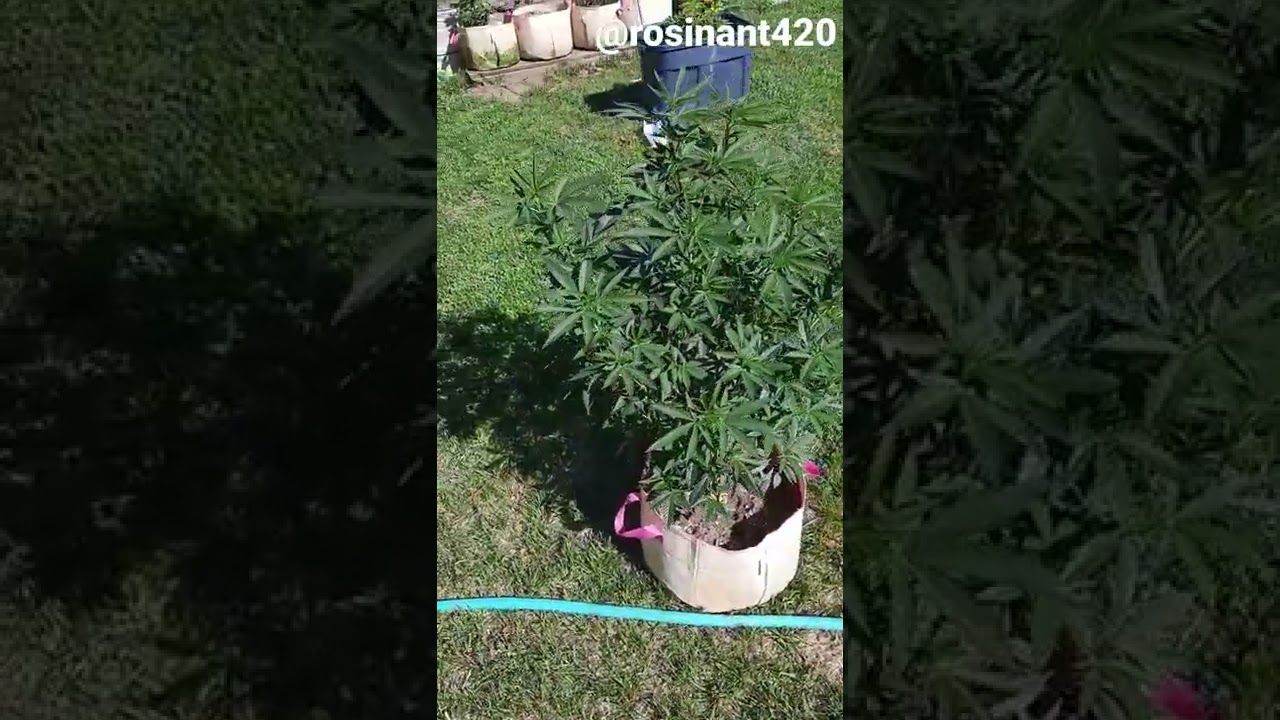 how to defoliate.  before.    #defoliation