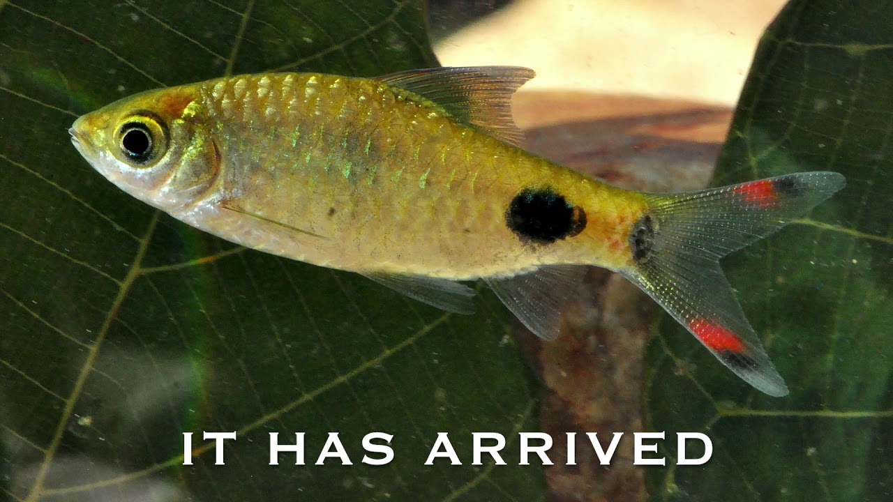 INDIAN ORNAMENTAL FISHES &ndash; Volume 1, by Heiko Bleher