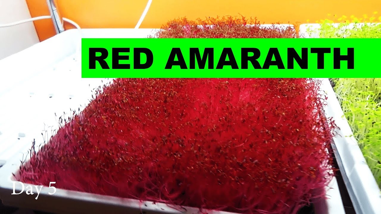 How To Grow Red Amaranth Microgreens at Home
