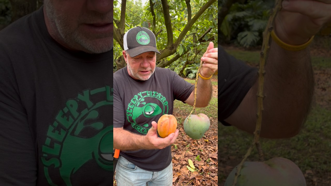 Yet another mislabeled Mango tree ￼