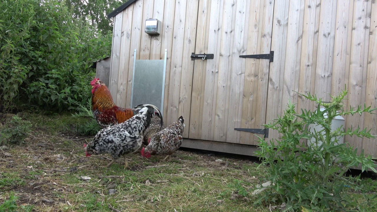 Swedish Flower Hens