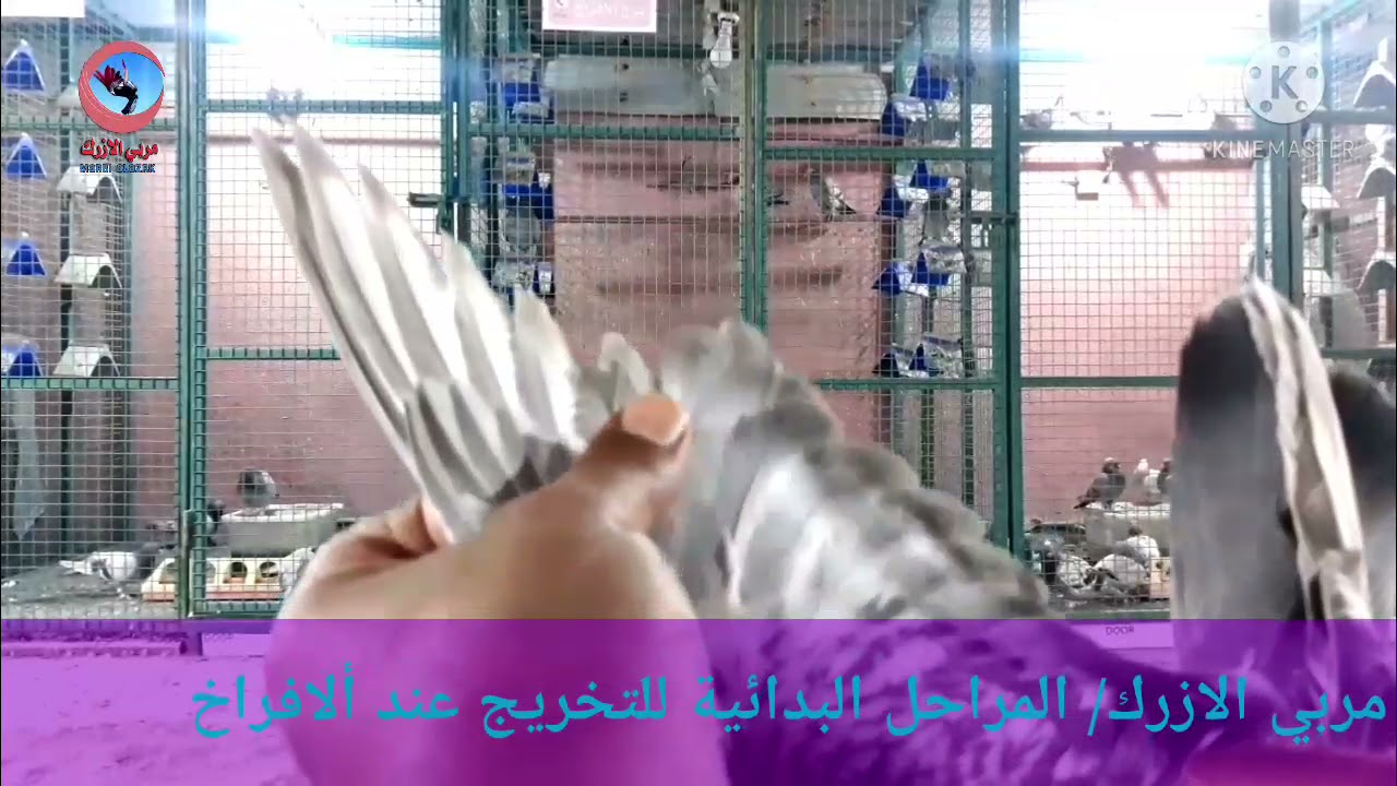 مربي الازرك/ مراحل التخريج البدائية عند الافراخ