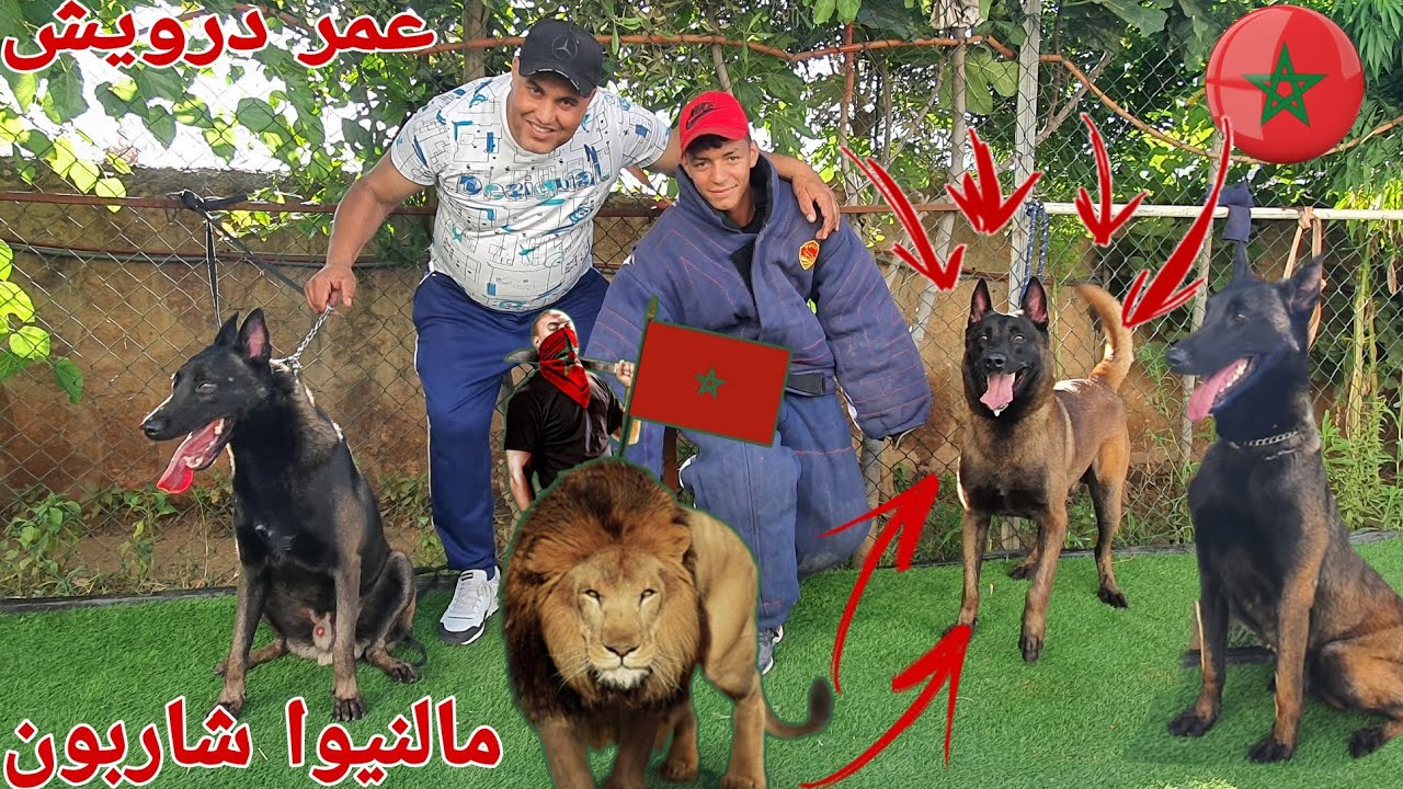 زيارة مفاجأة عند المولوع والبطل عمر درويش اختصاص في الكلاب مالنيوا شاربون ديال بصح والراعي الالماني