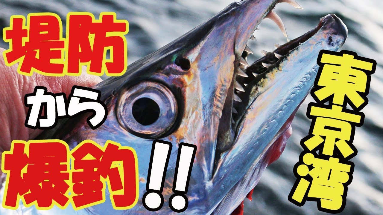太刀魚テンヤ入門完全マニュアル！東京湾で堤防からタチウオを狙う！！