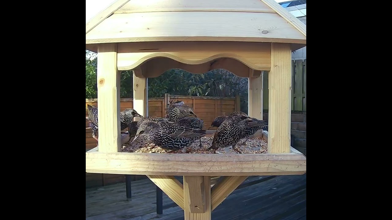 European starling birds feeding on the garden bird table