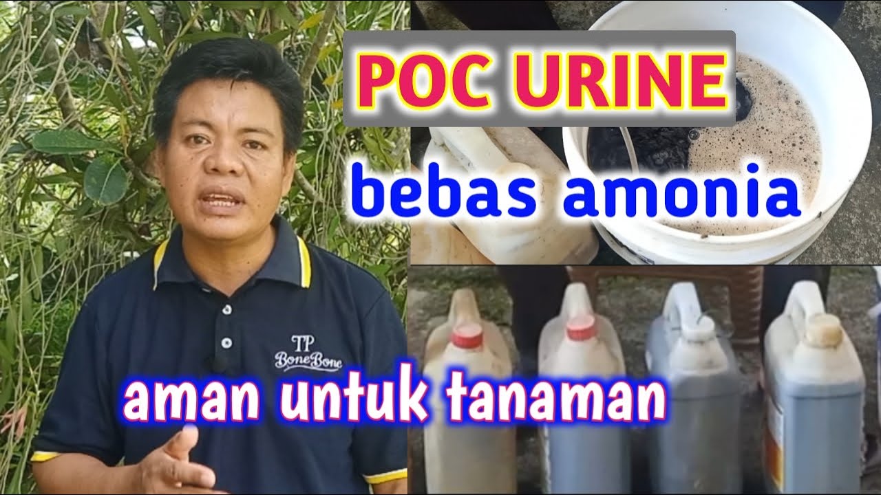 Cara Membuang Gas Amonia Pada Urine Hewan Agar Aman Untuk Tanaman