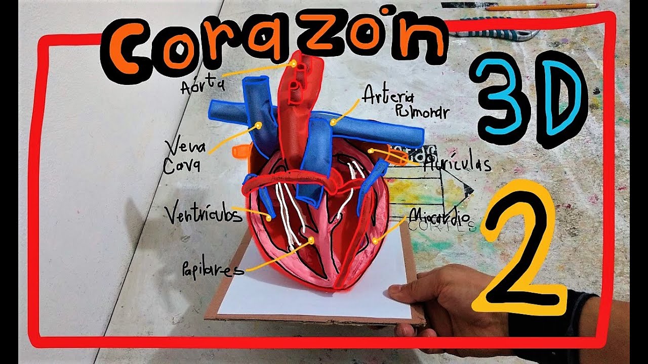 Maqueta del Corazon 3D (parte 2)