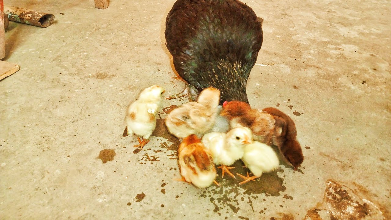 Sab Chicks 🐤🐥🐤 Ko Bahar Khol Diya 😍😍🥰🥰❤❤ Subscribe like share @Birdyswings