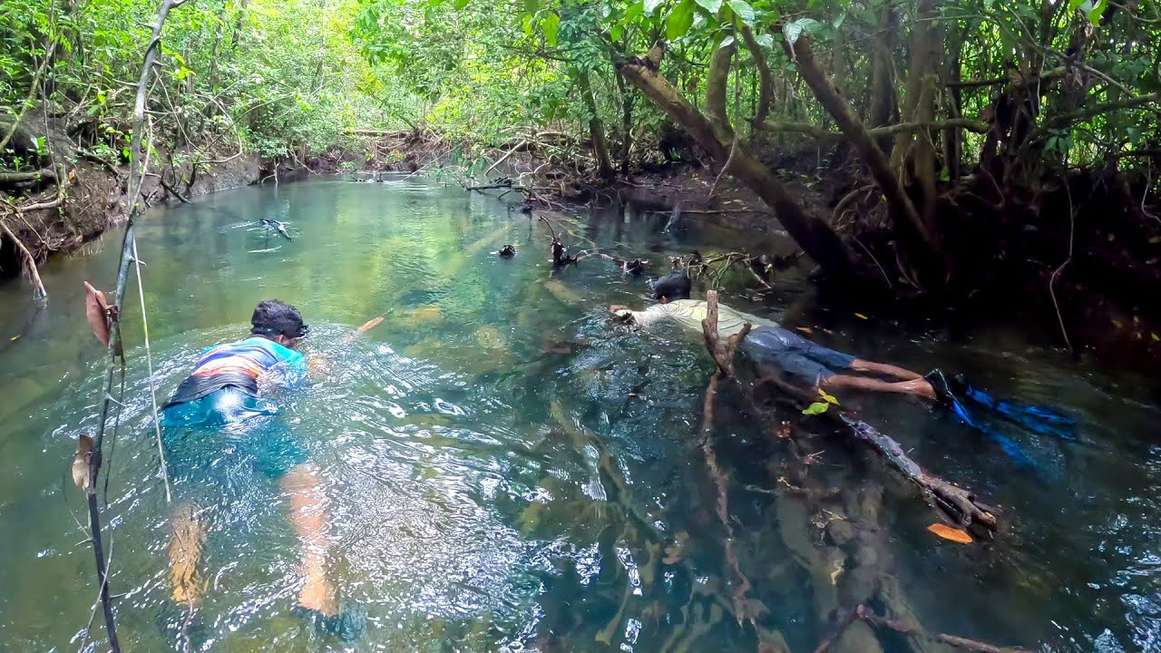 Pescando y Cocinando Pargos con Arpón en un Arroyo de Agua Dulce Cristalina