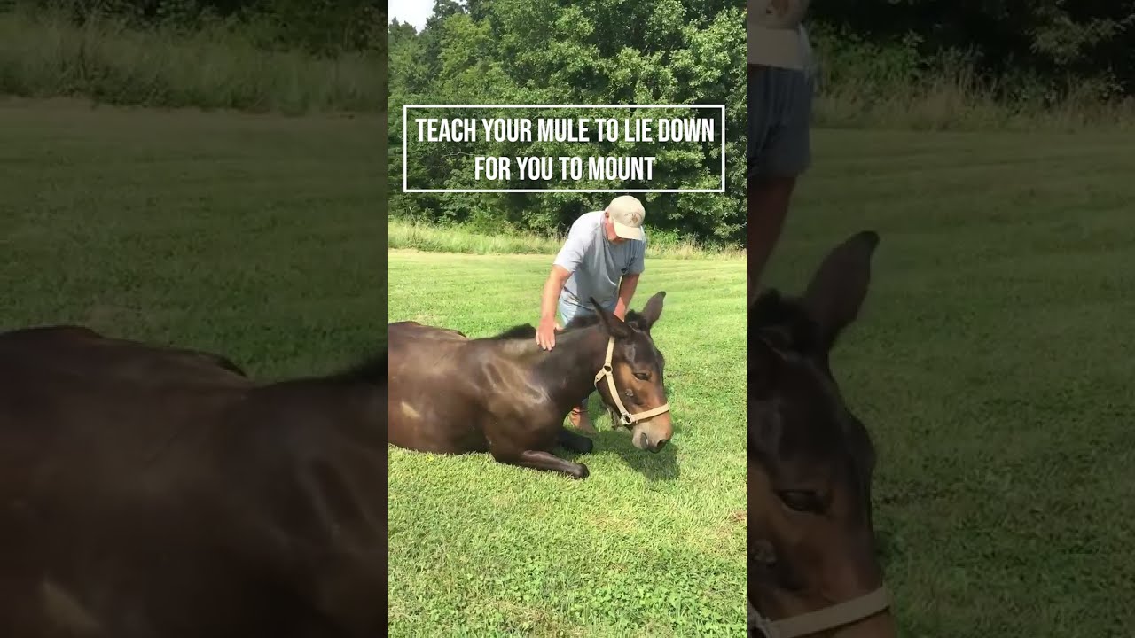 Train your mule to lie down | Dave Recker