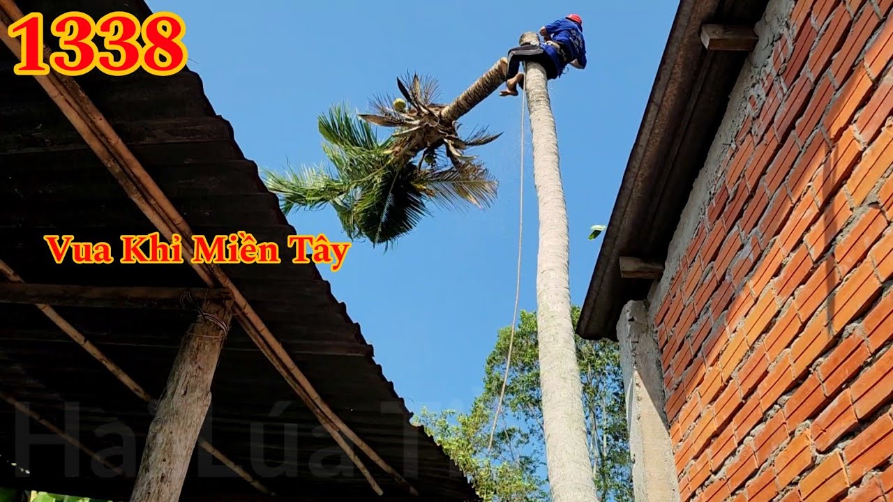 Vua Khỉ cưa toàn những cây nằm gần mái nhà Cutting trees