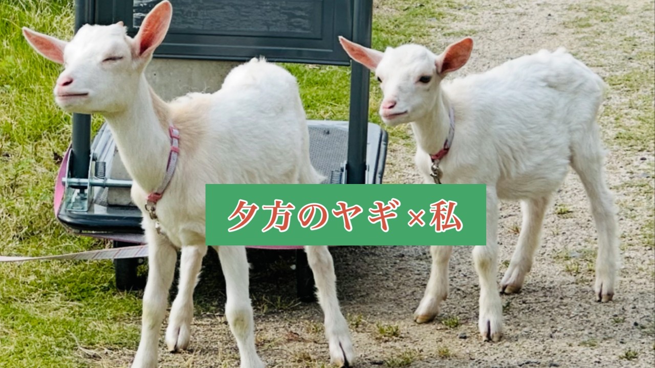 夕方のヤギ×私　何も起きないのに、なぜか満たされる。そんな午後の記録です。