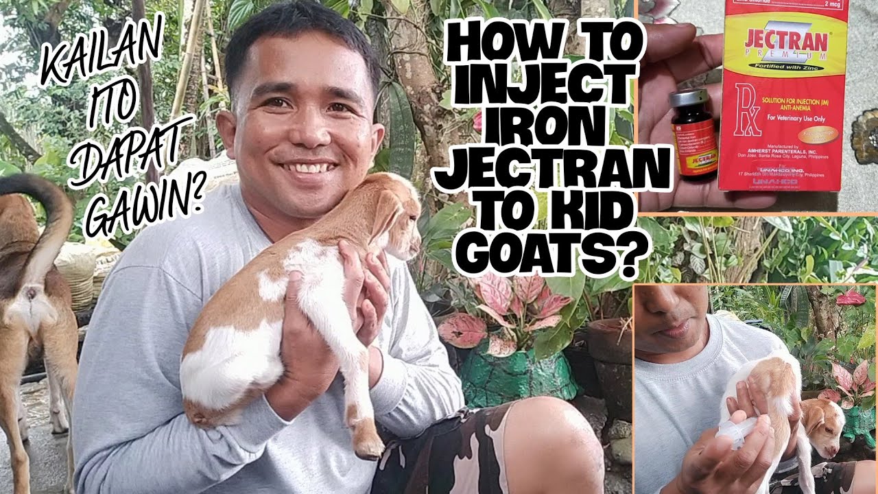 HOW TO INJECT IRON JECTRAN TO OUR KID GOATS?