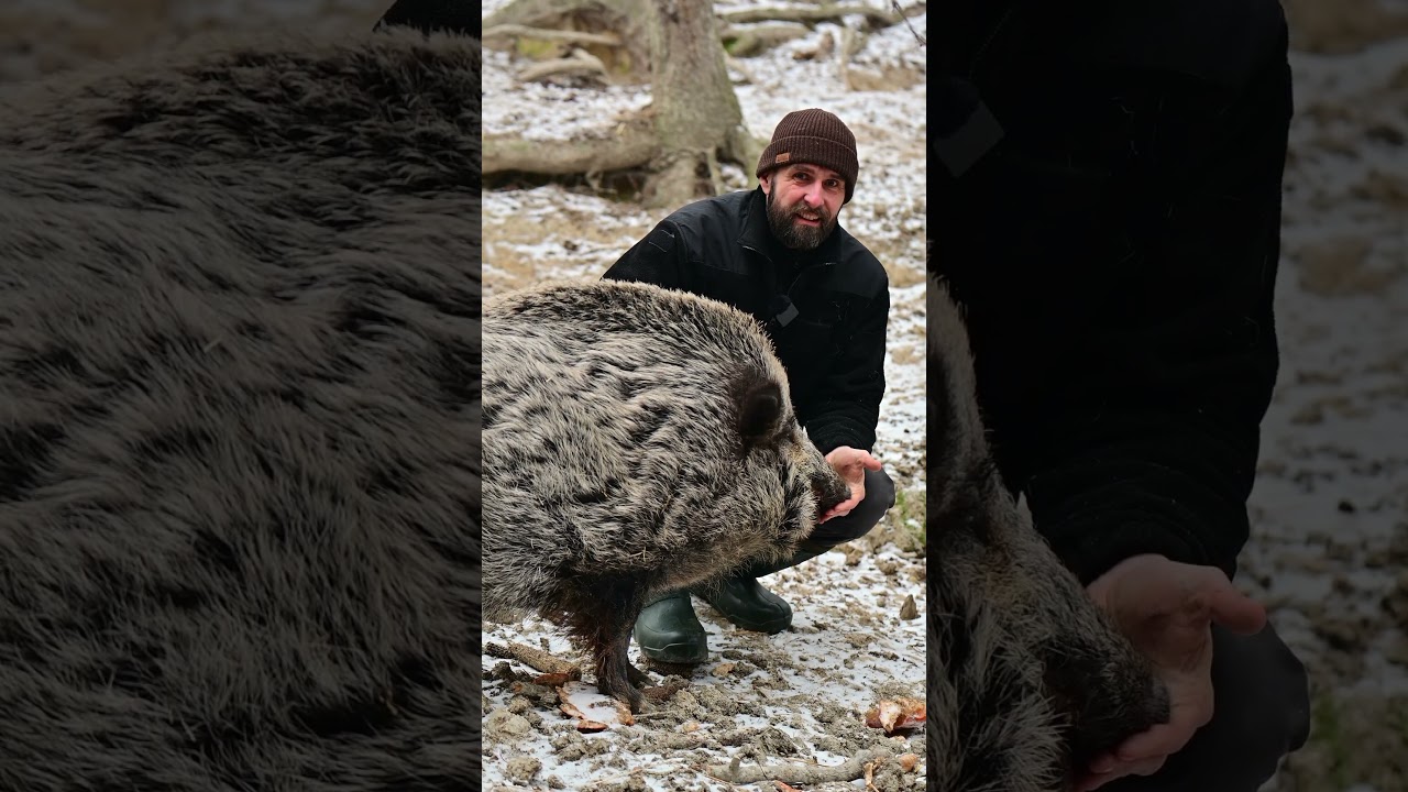 Ciekawostki o dzikach  #animals #zwierzaki #animalhelp #zwierzęta #nature  #ciekawostki #wildlife