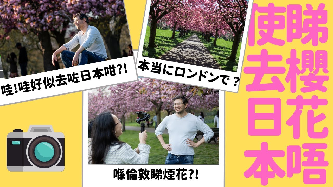 唔使去淘寶,唔使去日本,英國都有櫻花睇 ! Cherry Blossom in London