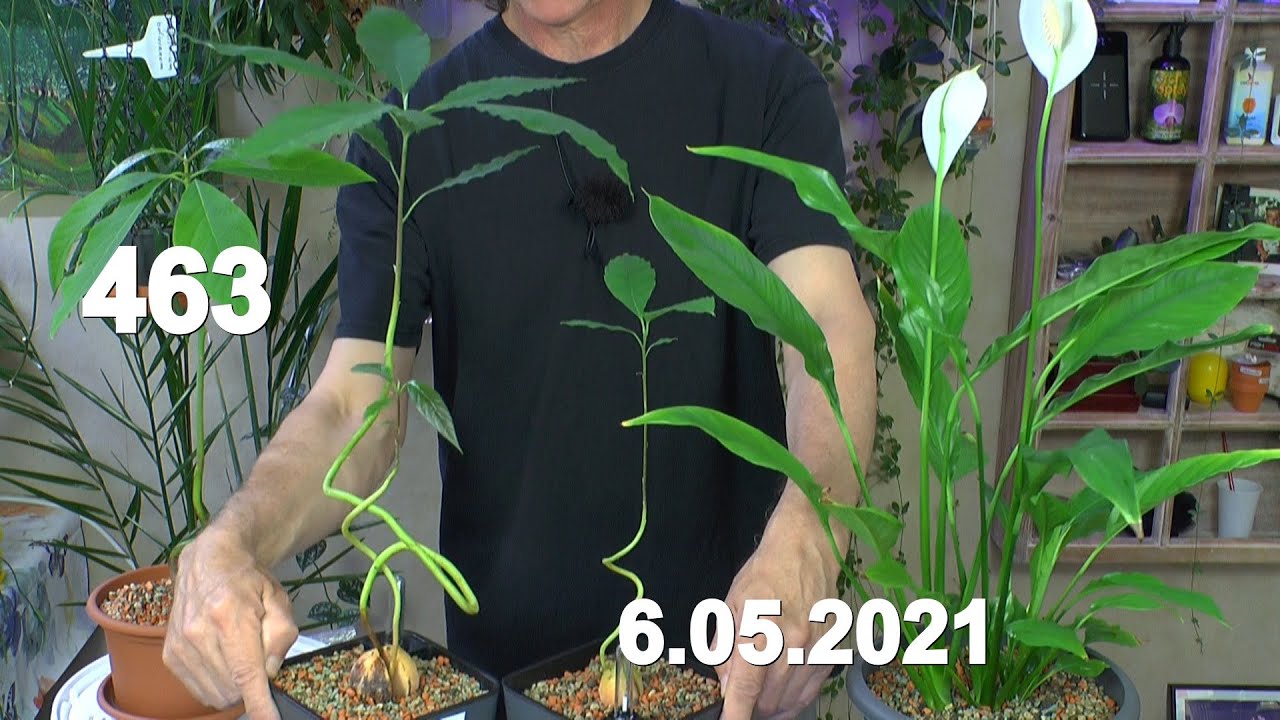 Alles Neu. Düngen und Gießen wie es weiter geht mit den Exotischen und anderen Zimmerpflanzen Avocad